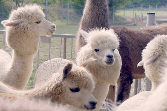 Alpaca and llama hike Moedling near Vienna - Key highlights you should know before you go