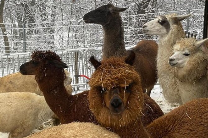 Alpaca and llama hike Moedling near Vienna - Price and value: is $60.24 worth a 2-hour animal hike?