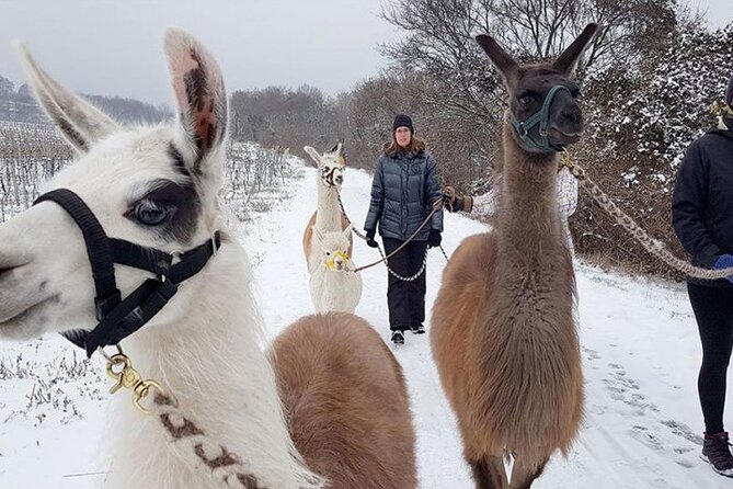 Alpaca and llama hike Moedling near Vienna - Practical tips so your hike goes smoothly