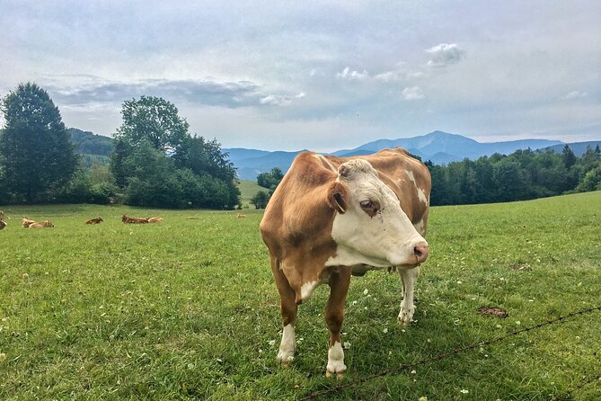 Exploring the Gutenstein Alps - Key things to know before you go