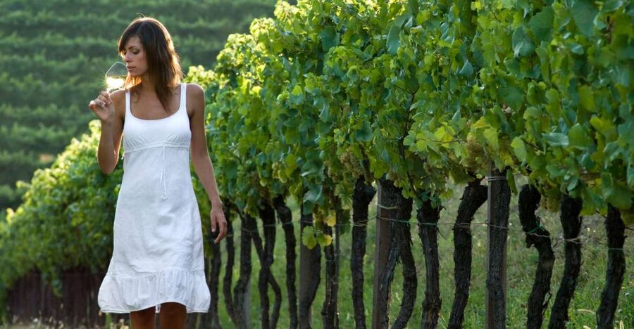 From Vienna: Half-day Countryside Wine Tour with Meal - What You Learn by Meeting the Winemakers (and Why It Feels More Real)