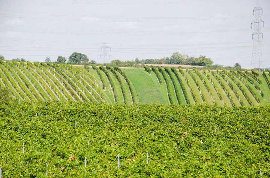 From Vienna: Half-day Countryside Wine Tour with Meal - Price and Value Check: Is $141 Actually Fair?