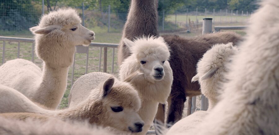 Mödling/Vienna: Scenic Guided Hike with Alpacas and Llamas - Why This Mödling Hike Feels Like a Countryside Reset From Vienna