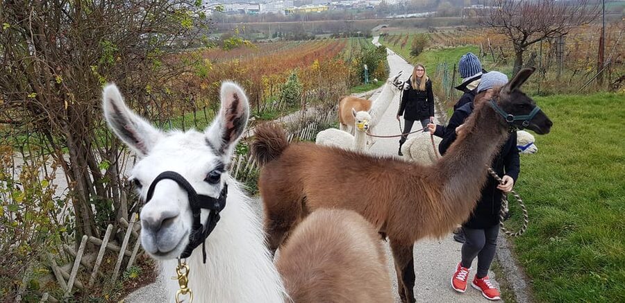 Mödling/Vienna: Scenic Guided Hike with Alpacas and Llamas - The Farm Start: Photos, Safety Briefing, and Animal Introductions