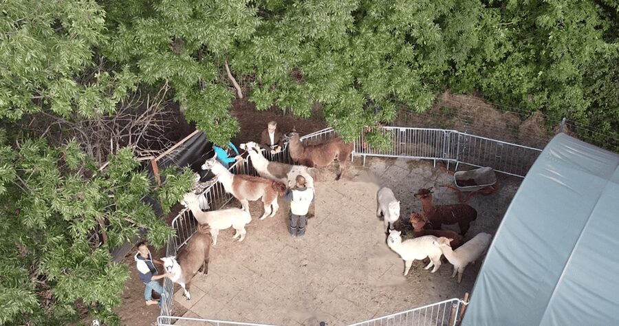 Mödling/Vienna: Scenic Guided Hike with Alpacas and Llamas - Price, Pace, and Who This Hike Is Best For (And Not For)