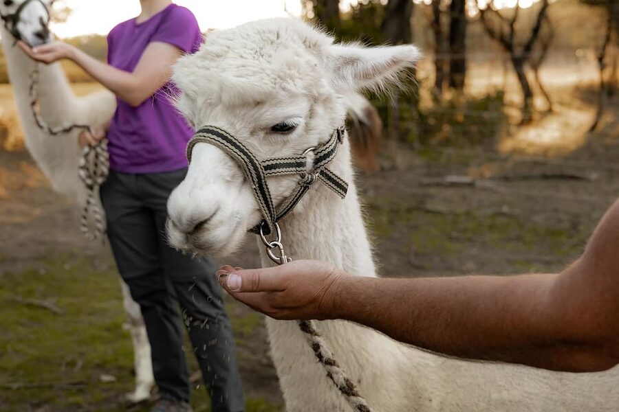 Mödling/Vienna: Scenic Guided Hike with Alpacas and Llamas - Practical Tips So Your Day Stays Easy (Not Just Cute)