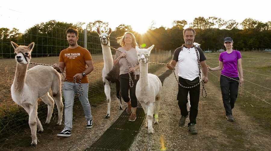 Mödling/Vienna: Scenic Guided Hike with Alpacas and Llamas - How It Works: You Get a Leash, Your Own Animal, and a Calm Pace