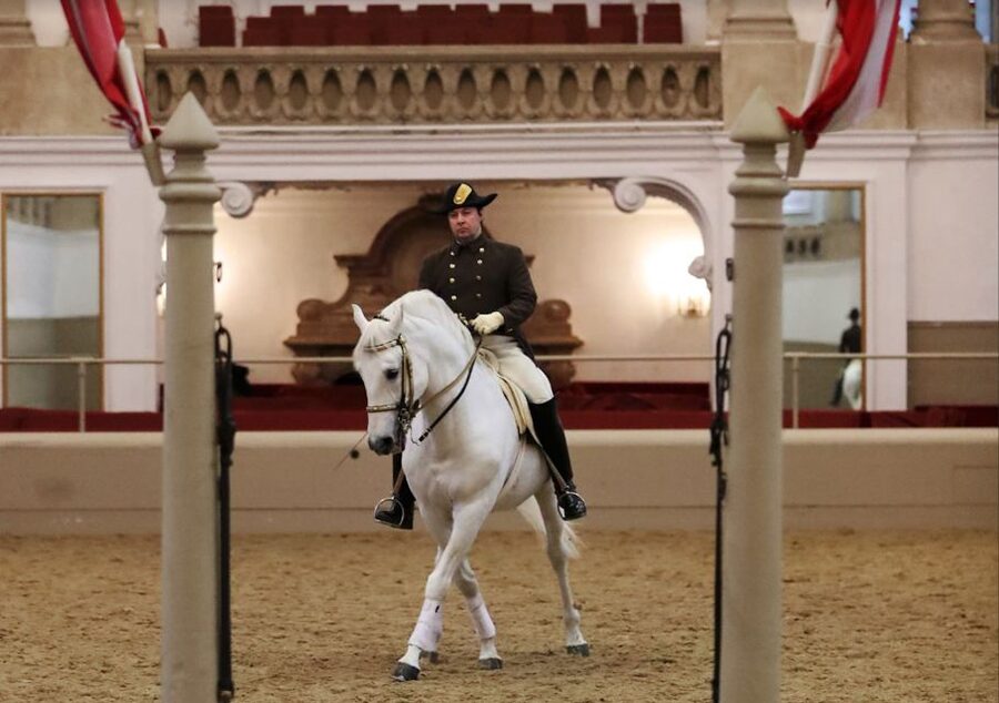 Performance Of The Lipizzans At Spanish Riding School - The Lipizzans you’ll see, from young stallions to School Stallions