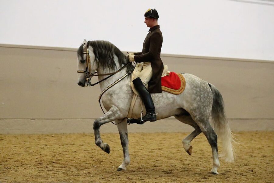 Performance Of The Lipizzans At Spanish Riding School - Practical value: what’s included, what’s not, and how to plan your evening