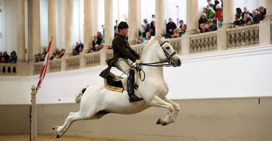 Performance Of The Lipizzans At Spanish Riding School - Choosing the right show length: Standard, Gala, or Tribute to Vienna