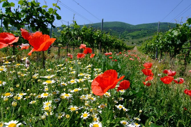Private Vienna Woods Wine Tour - Key highlights worth caring about