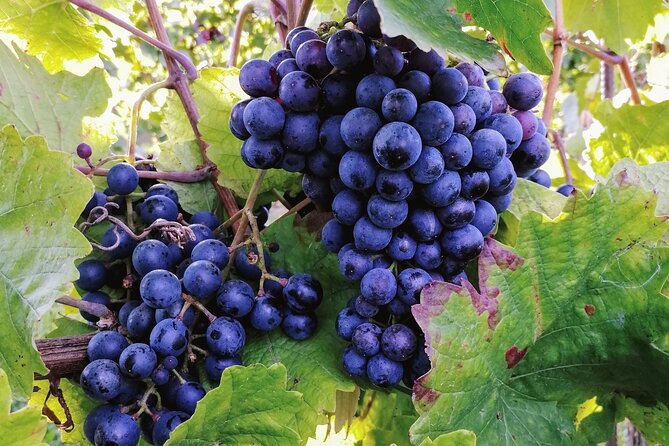 Private Vienna Woods Wine Tour - Gumpoldskirchen: lunch timing, then a winemaker-led tasting