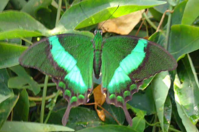 Schmetterlinghaus - Imperial Butterfly House Vienna Admission Ticket - Key Things You’ll Notice Fast
