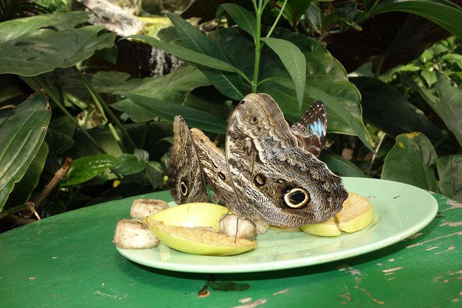 Schmetterlinghaus - Imperial Butterfly House Vienna Admission Ticket - The Educational Film and Palm House Add-On: Useful, but Not Always Predictable