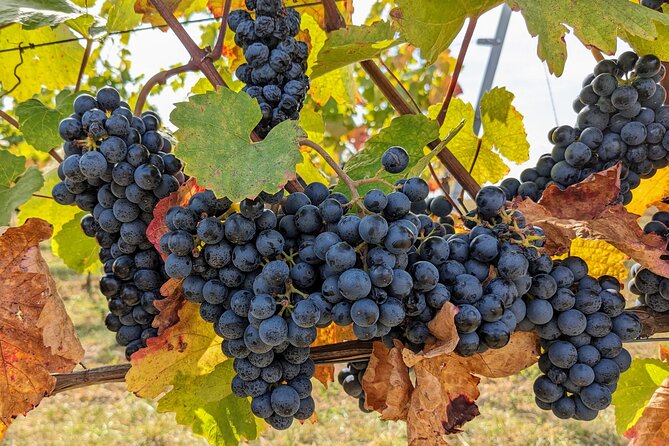 Small-group Vienna Wine Tour - What You Actually Get: Old Town Stories Plus a Heuriger Tasting