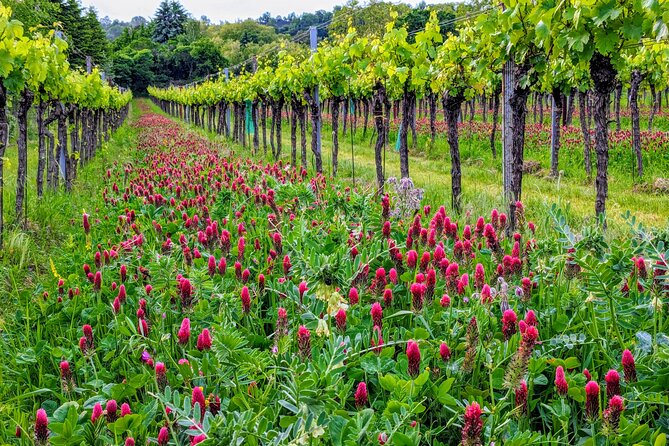 Small-group Vienna Wine Tour - The Heuriger Stop: Wine Makers Explain the Tradition