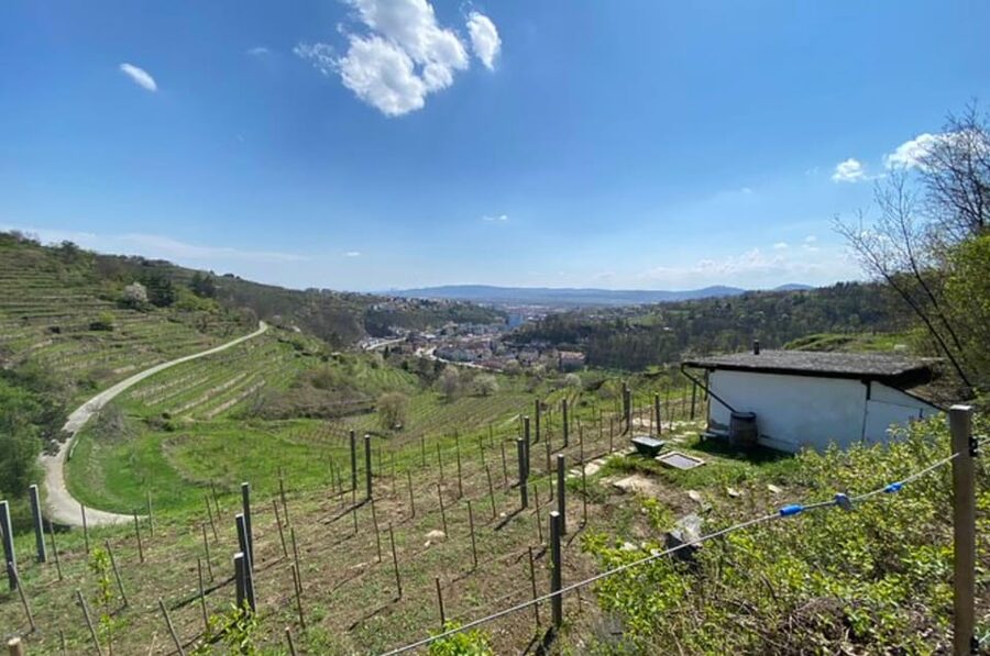 Taste and Tour Small Organic Wineries with a Winemaker - Who This Tour Fits Best (and Who Should Skip It)