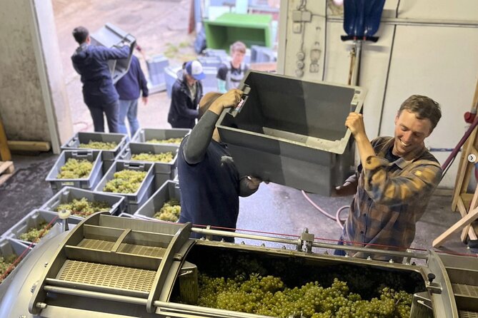 Taste and Tour Small Organic Wineries with a Winemaker - A winemaker circuit built around the Danube, not bus tours