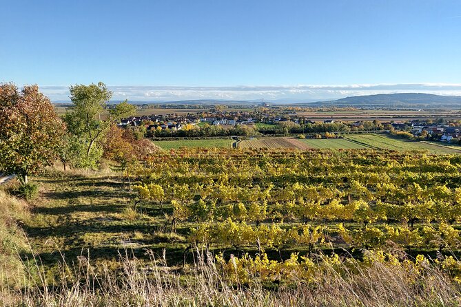 Taste and Tour Small Organic Wineries with a Winemaker - Stop 2: Weingut Mantlerhof, 15 hectares of organic Grüner Veltliner