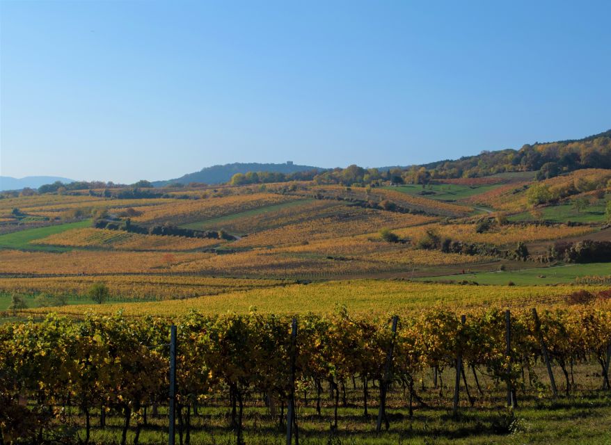 Vienna: Full-Day Vienna Woods Wine Tasting Tour - My call: should you book this Vienna Woods wine day?
