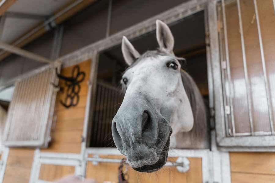 Vienna: Secrets of the Fiaker & Horse-Drawn Carriage Ride - Why the drop-off at Michaelerplatz is a smart move for your itinerary