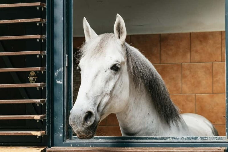 Vienna: Spanish Riding School Guided Architectural Tour - The 80-Minute Structure and How the Group Keeps Moving