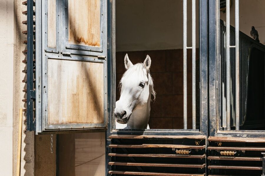Vienna Spanish Riding School Guided Tour - Guides, Questions, and Why Their Style Matters
