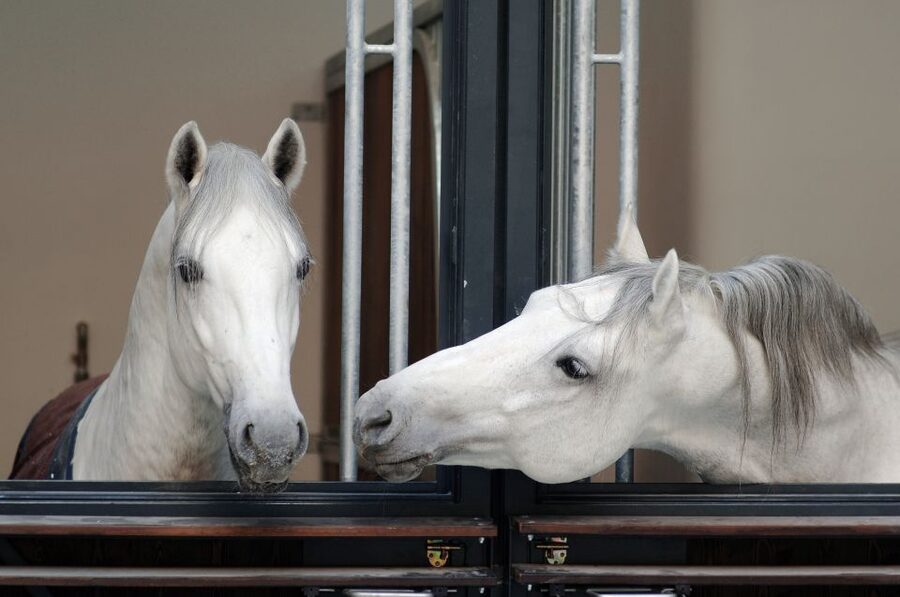 Vienna Spanish Riding School Guided Tour - Meeting Point, Mobile Voucher, and the Phone-Free Reality
