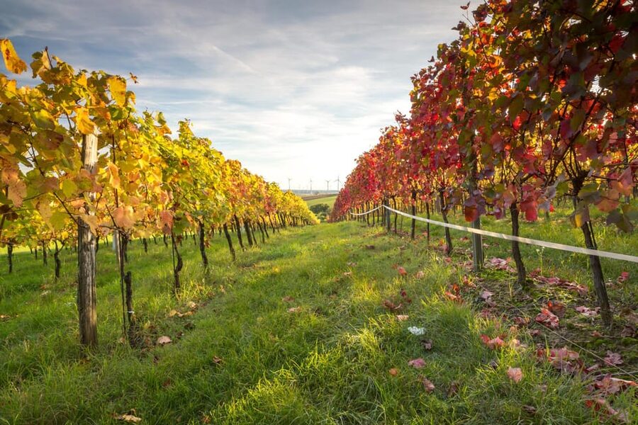 Vienna: Vienna Woods Tour with Underground Lake and Wine - Price and value: is $129 for 4 hours a good deal?