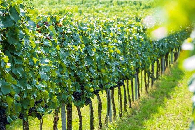 Wachau Valley Kayak & Wine Tour - Kayaks, safety, and fitness: the requirement you should respect